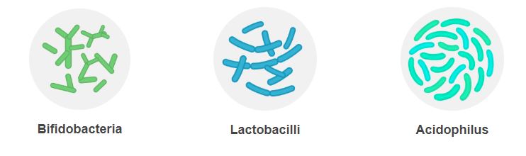 lactobacillen bifidum bacterien, acidophilus